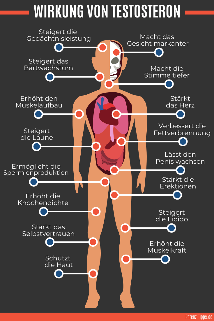 Proviron Potenz und Testosteron Zusammenhang erklärt